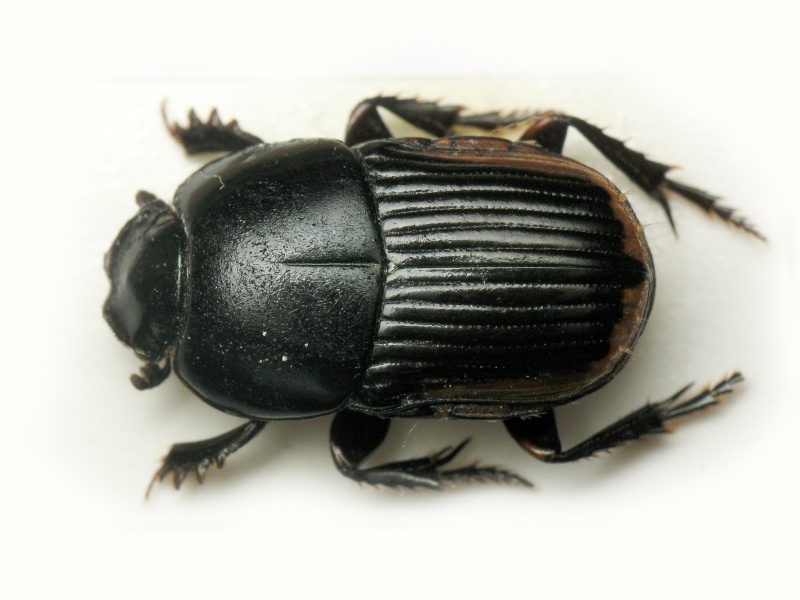 Oniticellus cinctus Fabricius, 1775